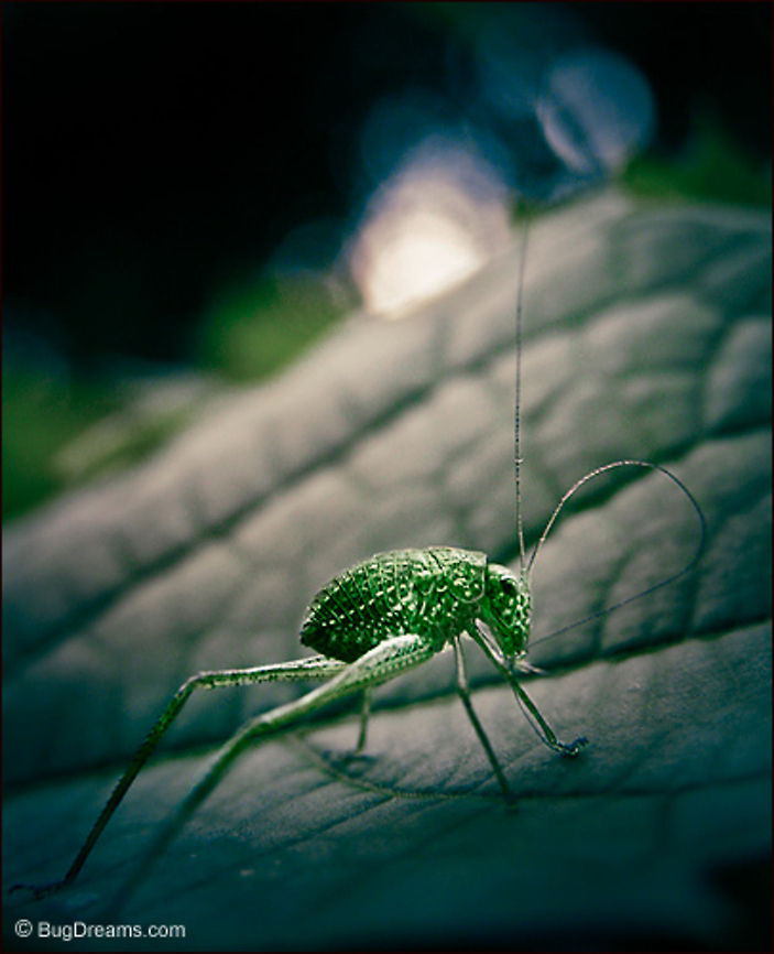 Silent Trance | Greater Angle-wing Katydid Caught a silent trance,<br />
a restless Katydid waits<br />
as the sun sinks<br />
and the day burns out.<br />
<br />
Wild Light Post: <a href="http://www.bugdreams.com/archives/silent-trance/" rel="nofollow">http://www.bugdreams.com/archives/silent-trance/</a> Greater Angle-wing Katydid,Microcentrum rhombifolium,Tettigoniidae,bush-cricket,insects,katydid,long-horned grasshopper