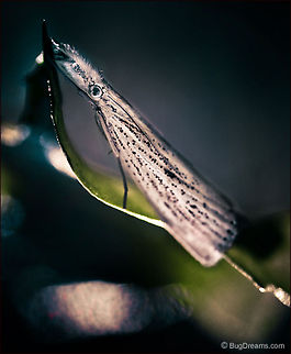 Shadow Sweep | Grass-veneer Moth Shadowed under grass until twilight,
 a Grass-veneer Moth sweeps away
 the last daylight from summer lawns.

Wild Light Post: http://www.bugdreams.com/archives/shadow-sweep/ Chrysoteuchia,Grass-veneer Moth,biodiversity,entomology,insects,invertebrates,moth,nature,wildlife