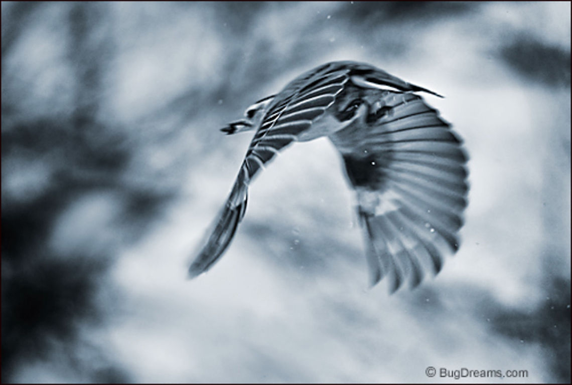 A Wake of Snowflakes | White-breasted Nuthatch A wake of snowflakes,<br />
 a faint impression of a nuthatch,<br />
 stealing a seed before disappearing<br />
 into my imagination.<br />
<br />
Wild Light Post: <a href="http://www.bugdreams.com/archives/wake/" rel="nofollow">http://www.bugdreams.com/archives/wake/</a> Sitta carolinensis,White-breasted Nuthatch,birds,nuthatch,snow,songbird,storm,winter