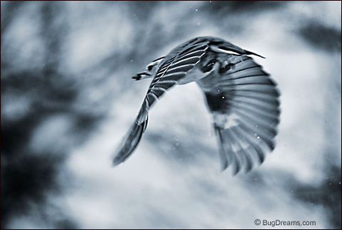 A Wake of Snowflakes | White-breasted Nuthatch A wake of snowflakes,
 a faint impression of a nuthatch,
 stealing a seed before disappearing
 into my imagination.

Wild Light Post: http://www.bugdreams.com/archives/wake/ Sitta carolinensis,White-breasted Nuthatch,birds,nuthatch,snow,songbird,storm,winter