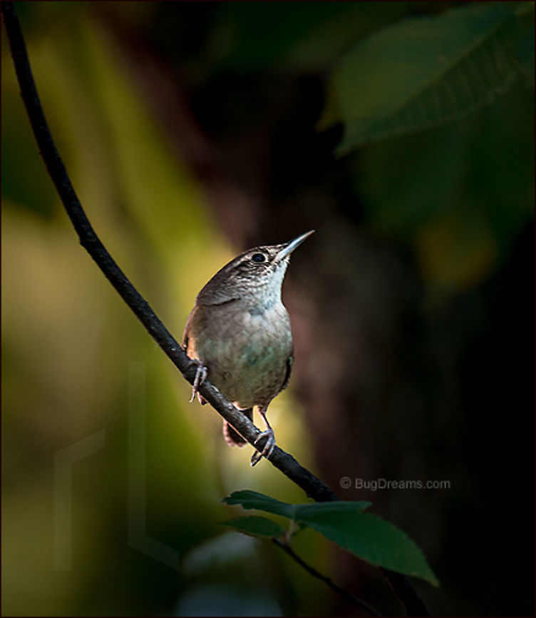 Echoing Dreams | Troglodytes aedon A House wren with nothing to lose hides from<br />
 the moon, her dreams still echoing<br />
 in the tangled leaves.<br />
<br />
Wild Light Post: <a href="http://www.bugdreams.com/archives/echoing-dreams/" rel="nofollow">http://www.bugdreams.com/archives/echoing-dreams/</a> House Wren,House wren,Troglodytes aedon,bird,branch,flight,plant,songbird,tree,wild,wildlife,wings,wren