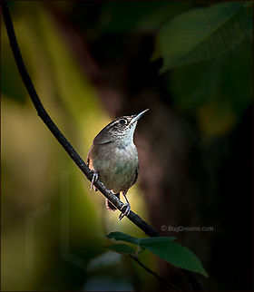 Echoing Dreams | Troglodytes aedon A House wren with nothing to lose hides from
 the moon, her dreams still echoing
 in the tangled leaves.

Wild Light Post: http://www.bugdreams.com/archives/echoing-dreams/ House Wren,House wren,Troglodytes aedon,bird,branch,flight,plant,songbird,tree,wild,wildlife,wings,wren