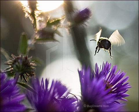 Secret Confession | Bombus impatiens A lazy sun sets slowly on a departing bumblebee,
 ending the evening solitude with
 a secret confession.

Wild Light Post: http://www.bugdreams.com/archives/secret-confession/ Aster novae-angliae,Bombus impatiens,New England Aster,Symphyotrichum novae-angliae,aster,bee,bumblebee,flight,flower,insect,invertebrate,motion,plant,pollen,pollinate,sun,sunlight,sunset,wings