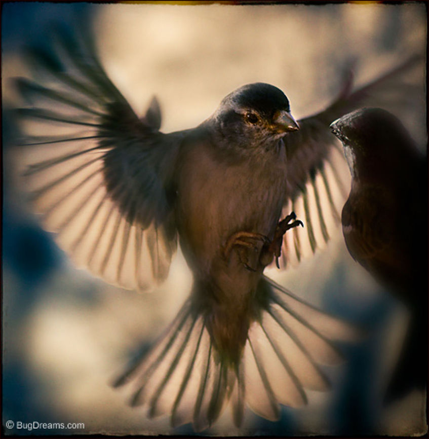 Catching a Renegade | Sparrow Catching a  renegade by surprise before she reaches the boiling point, her wings steal the show.<br />
<br />
Sparrow | Passer domesticus birds,birdwatching,flight,passer domesticus,songbird,sparrow,wings
