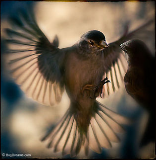 Catching a Renegade | Sparrow Catching a  renegade by surprise before she reaches the boiling point, her wings steal the show.

Sparrow | Passer domesticus birds,birdwatching,flight,passer domesticus,songbird,sparrow,wings