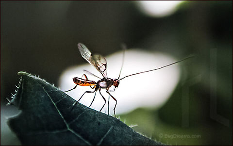 Midnight Spell | Braconid wasp Transfixed by a midnight spell, a wasp
 surveys life through a one-way mirror.

Wild Light Post: http://www.bugdreams.com/archives/midnight-spell/ Braconid wasp,Braconidae,biodiversity,grass,insect,invertebrate,leaf,nature,parasite,wasp,wildlife