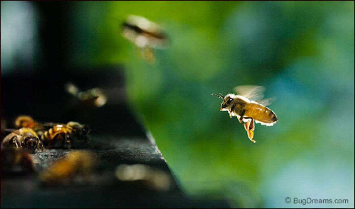 An Unruly Hive | Honey bee Returning to an unruly hive after a secret mission,<br />
 a honey bee's sunlit swagger sings<br />
 of an endless landscape of pollen.<br />
<br />
Wild Light Post: <a href="http://www.bugdreams.com/archives/unruly-hive/" rel="nofollow">http://www.bugdreams.com/archives/unruly-hive/</a> Apis mellifera,Apis mellifera ligustica,European honey bee,Italian honey bee,apis,bees,flight,flowers,fly,hive