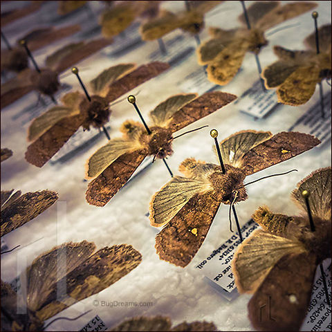 Forgotten Chessboard Marching toward the fire, moths wait like scattered
 pieces of a forgotten chessboard.

Wild Light Post: http://www.bugdreams.com/archives/forgotten-chessboard/ Lepidoptera,biodiversity,bug,bugs,butterfly,collection,entomology,insect,invertebrate,moth,moths