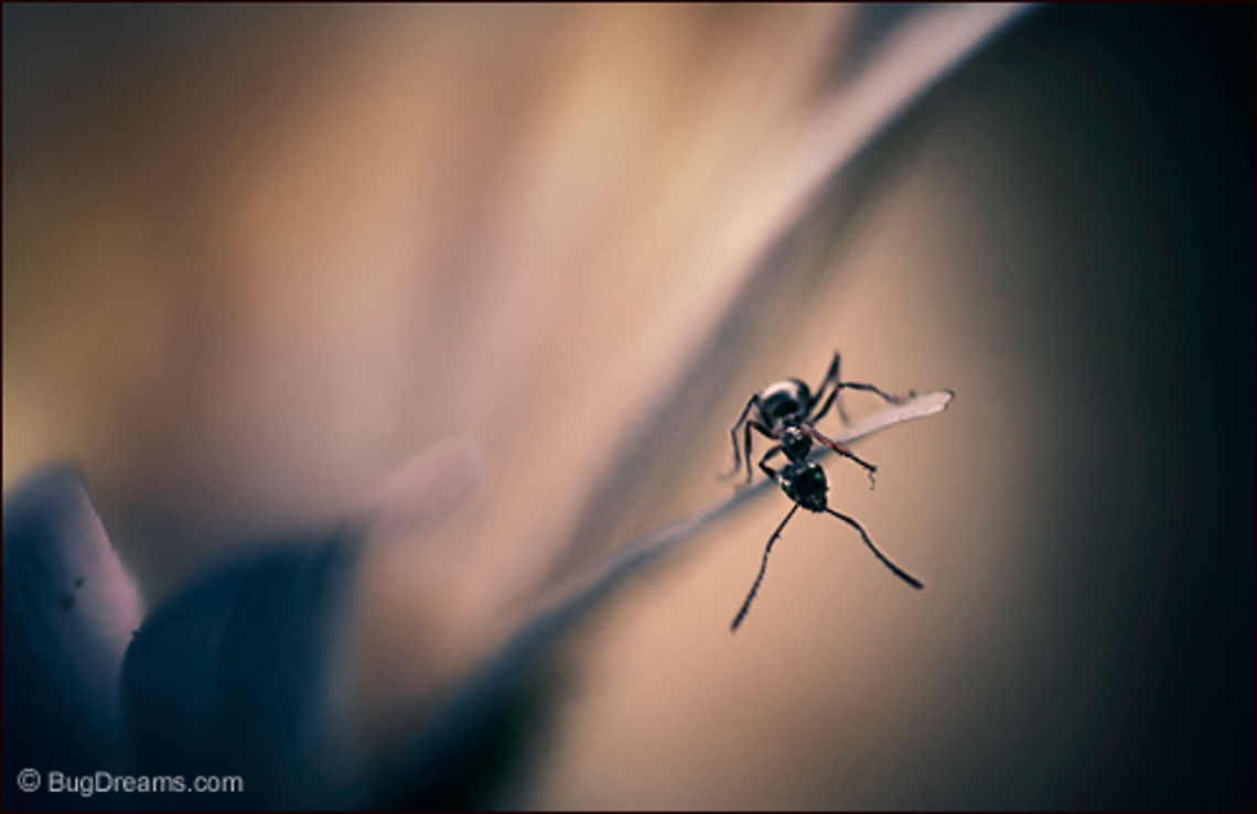 Warp & Weft | Pavement ant Warp & Weft<br />
<br />
Lost in a daisy's warp and weft,<br />
unresolved petals fade around an ant<br />
kept against her will.<br />
<br />
Wild Light Post: <a href="http://www.bugdreams.com/archives/warp/" rel="nofollow">http://www.bugdreams.com/archives/warp/</a> Formicidae,Pavement ant,Pavement ants,Tetramorium caespitum,insects,invertebrates