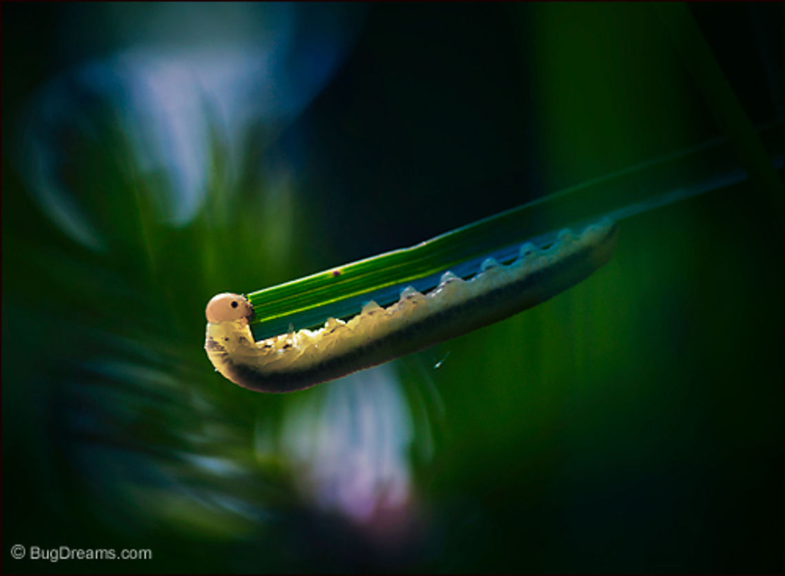 Drunken Trance Listen to a Sawfly larva chewing away in a drunken trance,<br />
 grass blades shrinking in the oldest<br />
 garden Ponzi scheme.<br />
<br />
<br />
Wild Light Post: <a href="http://www.bugdreams.com/archives/drunken-trance/" rel="nofollow">http://www.bugdreams.com/archives/drunken-trance/</a> biodiversity,flight,fly,garden,grass,insects,invertebrates,nature,plants,sawfly