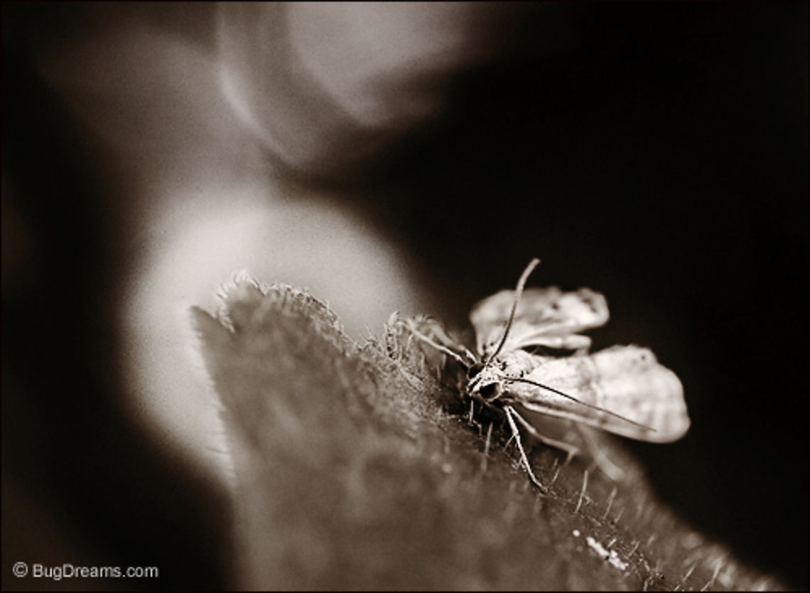 A Wisp of a Ghost | Moth A siren's cry whistles through a moth's wings,<br />
a wisp of a ghost rustling in the moonlight.<br />
<br />
Wild Light Post: <a href="http://www.bugdreams.com/archives/wisp/" rel="nofollow">http://www.bugdreams.com/archives/wisp/</a> biodiversity,entomology,insects,invertebrates,moth,nature,wildlife