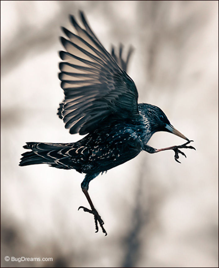 When Gravity Fails | Starling A starling cuts loose from gravity,<br />
 an avian comic falling past a deadline<br />
 into ratings oblivion.<br />
<br />
Wild Light Post: <a href="http://www.bugdreams.com/archives/when-gravity-fails/" rel="nofollow">http://www.bugdreams.com/archives/when-gravity-fails/</a> Sturnus vulgaris,animal,birds,flight,fly,gravity,motion,passerine,starling,wings