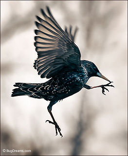 When Gravity Fails | Starling A starling cuts loose from gravity,
 an avian comic falling past a deadline
 into ratings oblivion.

Wild Light Post: http://www.bugdreams.com/archives/when-gravity-fails/ Sturnus vulgaris,animal,birds,flight,fly,gravity,motion,passerine,starling,wings