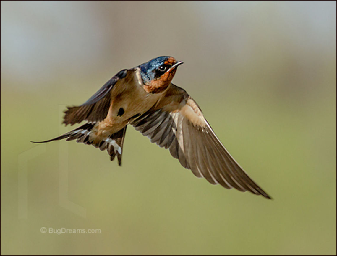 A Wide and Empty Sky | Hirundo rustica A Barn Swallow breaks open a wide and empty sky.<br />
<br />
At Magee Marsh in Ohio, just before the Biggest Week in American Birding.<br />
<br />
Wild Light Post:  <a href="http://www.bugdreams.com/archives/empty-sky/" rel="nofollow">http://www.bugdreams.com/archives/empty-sky/</a> Barn Swallow,Barn swallow,Geotagged,Hirundo rustica,United States,avain,bird,birdwatching,blue,flight,mud,nest,nesting,nests,songbird,swallow,wild,wings
