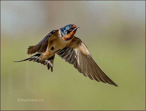 A Wide and Empty Sky | Hirundo rustica A Barn Swallow breaks open a wide and empty sky.

At Magee Marsh in Ohio, just before the Biggest Week in American Birding.

Wild Light Post:  http://www.bugdreams.com/archives/empty-sky/ Barn Swallow,Barn swallow,Geotagged,Hirundo rustica,United States,avain,bird,birdwatching,blue,flight,mud,nest,nesting,nests,songbird,swallow,wild,wings