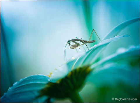 Secret Dreams | Chinese Praying Mantis Secret Dreams

A young mantis has a secret dream life,
 cast into a trance the morning after her birth.

Wild Light Post: http://bugdreams.com/archives/secret-dreams/ Dictyoptera,Tenodera aridifolia sinensis,daisy,entomology,garden,insects,mantis,praying mantis