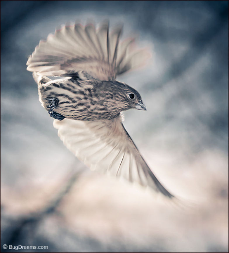 Shattering the Wind - House Finch Swerving just out of sight,<br />
 she shatters the wind into fine shards and<br />
 clears a path for the next surfer.<br />
<br />
Wild Light Post: <a href="http://bugdreams.com/archives/shatter/" rel="nofollow">http://bugdreams.com/archives/shatter/</a> Carpodacus mexicanus,Fringillidae,birds,finch,flight,songbird,wings