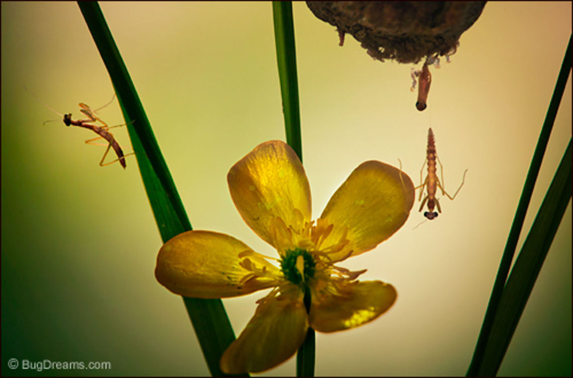 A Conspiracy of Imps | Chinese Praying Mantis A wave of newborn mantids enter the garden,<br />
 a small conspiracy of silhouetted imps<br />
 ready to rule their world.<br />
<br />
Wild Light Post: <a href="http://www.bugdreams.com/archives/imps/" rel="nofollow">http://www.bugdreams.com/archives/imps/</a> Tenodera aridifolia sinensis,birth,insects,invertebrates,mantis,nymph,ootheca,praying mantis