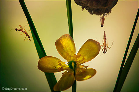 A Conspiracy of Imps | Chinese Praying Mantis A wave of newborn mantids enter the garden,
 a small conspiracy of silhouetted imps
 ready to rule their world.

Wild Light Post: http://www.bugdreams.com/archives/imps/ Tenodera aridifolia sinensis,birth,insects,invertebrates,mantis,nymph,ootheca,praying mantis