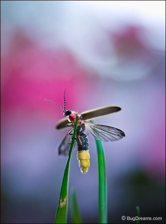 Twilight Comet | Firefly Lifting off into a misty night, a firefly dandy<br />
 shines a quicksilver light on the new year,<br />
 his flickering tail a twilight comet<br />
 orbiting sleepy green yards.<br />
<br />
Wild Light Post: <a href="http://www.bugdreams.com/archives/twilight-comet/" rel="nofollow">http://www.bugdreams.com/archives/twilight-comet/</a><br />
<br />
Firefly | Photinus pyralis Photinus pyralis,Photinus pyralis Blow,firefly,glowworm,insect,lightning bug,luciferase,summer,wings