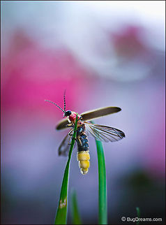 Twilight Comet | Firefly Lifting off into a misty night, a firefly dandy
 shines a quicksilver light on the new year,
 his flickering tail a twilight comet
 orbiting sleepy green yards.

Wild Light Post: http://www.bugdreams.com/archives/twilight-comet/

Firefly | Photinus pyralis Photinus pyralis,Photinus pyralis Blow,firefly,glowworm,insect,lightning bug,luciferase,summer,wings