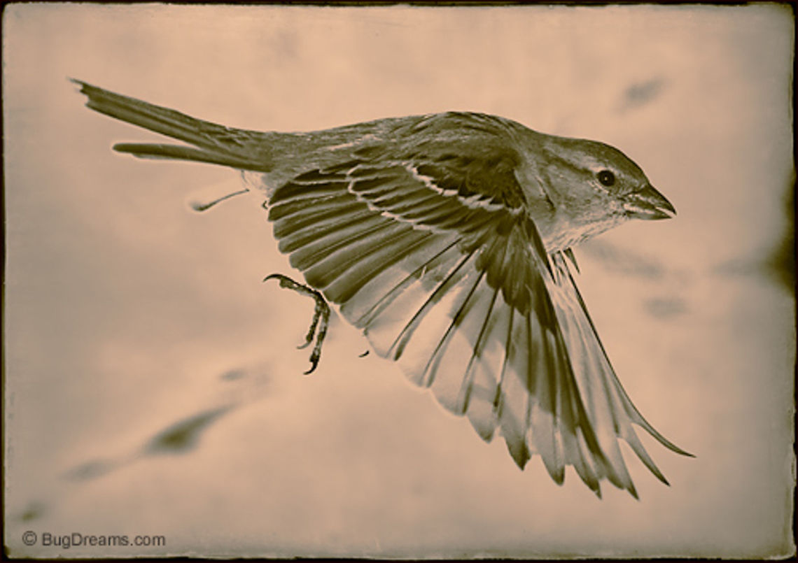 Low-Altitude Flyby | Sparrow Equal parts form and function, <br />
she surveys the remains of a weathered yard, <br />
one last stop on a low-altitude flyby.<br />
<br />
Wild Light Post: <a href="http://www.bugdreams.com/archives/flyby/" rel="nofollow">http://www.bugdreams.com/archives/flyby/</a> birds,closeup,flight,passer domesticus,songbird,sparrow,wild