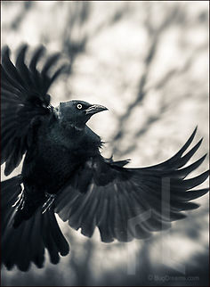 Common Grackle | Quiscalus quiscula Common Grackle | Quiscalus quiscula

Wild Light Post: http://bit.ly/1HWkNGV Common Grackle,Quiscalus quiscula,animal,bird,birdwatching,feathers,flight,grackle,motion,nature,wild,wildlife,wings