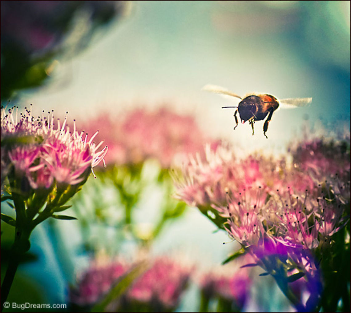 A Garden Bar that Never Closes | Apis mellifera No shadows left in a world wrapped in bee dreams,<br />
 new pollen flavors for each minute of the day,<br />
 a garden bar that never closes.<br />
<br />
Wild Light Post: <a href="http://www.bugdreams.com/archives/bar/" rel="nofollow">http://www.bugdreams.com/archives/bar/</a> Apis mellifera,Apis mellifera ligustica,European honey bee,Italian honey bee,apis,bee,beekeeping,flight,flower,fly