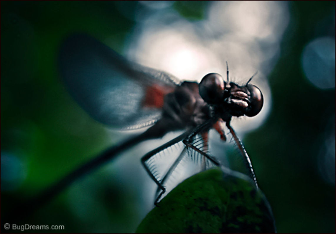Moon-eye Daydream | American Rubyspot damselfly A star in Hell&#039;s own air fleet,<br />
 his daydreaming, half-moon eyes never close,<br />
 haunting summer&#039;s dark waters,<br />
 skimming ever-expanding ripples.<br />
<br />
Wild Light Post: <a href="http://www.bugdreams.com/archives/daydream/" rel="nofollow">http://www.bugdreams.com/archives/daydream/</a> American Rubyspot damselfly,Calopterygidae,Calopteryx,Hetaerina americana,Odonata,biodiversity,damselfly,entomology,insect,invertebrate