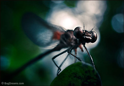 American Rubyspot