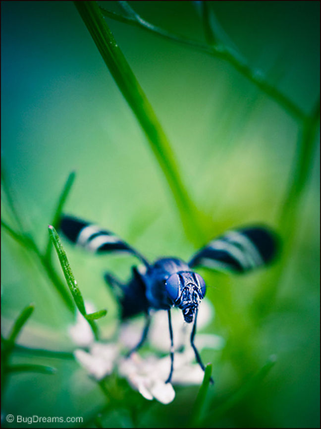 Pushing His Luck | Black Onion Fly A fly pushes his luck,<br />
 idling away in a corrupt world,<br />
 hoping to stay unnoticed by former<br />
 leaf gang cronies.<br />
<br />
Wild Light Post: <a href="http://www.bugdreams.com/archives/luck/" rel="nofollow">http://www.bugdreams.com/archives/luck/</a> Black Onion Fly,Delia antiqua,Tritoxa flexa,flight,fly,insect,invertebrate,wings