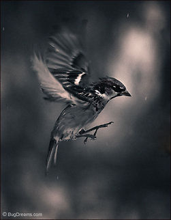Cheating Winter's Chill | Passer domesticus A songbird escapes the day's last sunlight,
 darting between snowflakes against the outlines
 of darkening trees,
 cheating winter's chill another day.

Wild Light Post: http://www.bugdreams.com/archives/winters-chill/ birds,flight,fly,freedom,passer domesticus,snow,songbird,sparrow,winter