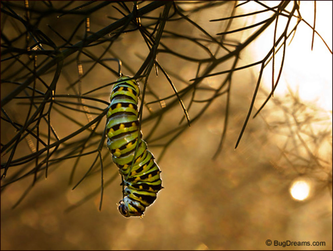 Whispered Rumors | Black Swallowtail butterfly caterpillar  Eating its way through a tangled maze of fennel,<br />
 a Black Swallowtail butterfly caterpillar eavesdrops<br />
 on whispered rumors of future flights.<br />
<br />
Wild Light Post:  <a href="http://www.bugdreams.com/archives/whispered-rumors/" rel="nofollow">http://www.bugdreams.com/archives/whispered-rumors/</a> Black Swallowtail,Papilio polyxenes,butterfly,fennel,garden,insect