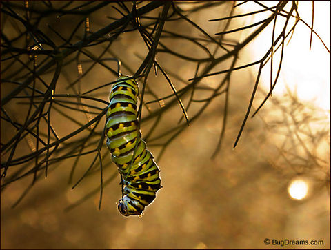 Whispered Rumors | Black Swallowtail butterfly caterpillar  Eating its way through a tangled maze of fennel,
 a Black Swallowtail butterfly caterpillar eavesdrops
 on whispered rumors of future flights.

Wild Light Post:  http://www.bugdreams.com/archives/whispered-rumors/ Black Swallowtail,Papilio polyxenes,butterfly,fennel,garden,insect