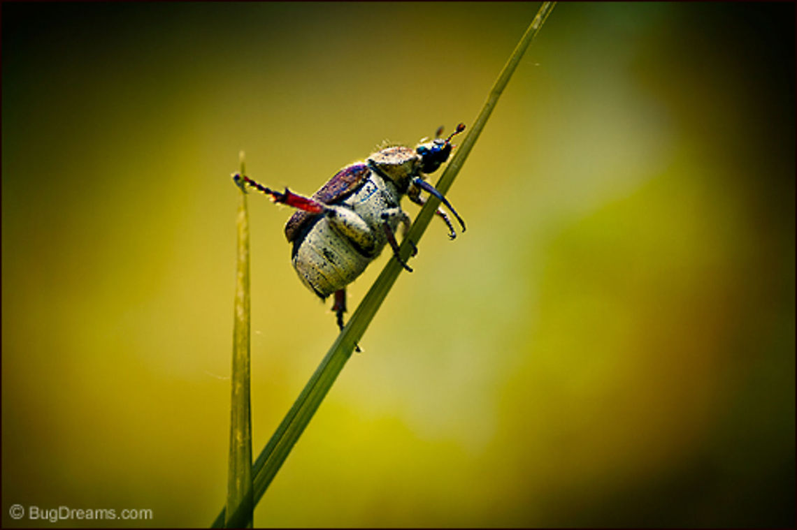 The Devil’s Carnival | Scarab beetle Choreographing a high-end flea circus,<br />
a tightrope dancer auditions the last act<br />
in the Devil’s carnival.<br />
<br />
Wild Light Post: <a href="http://www.bugdreams.com/archives/devils-carnival/" rel="nofollow">http://www.bugdreams.com/archives/devils-carnival/</a> Scarab beetle,beetle,biodiversity,grass,insect,invertebrate,nature,wildlife
