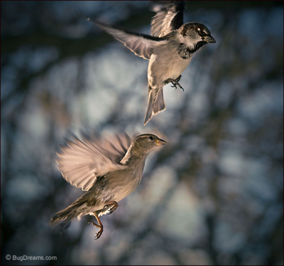 Faraway Springs | Passer domesticus Searching for breaks in a winter land of mist and snow,<br />
 songbirds feel the lure of faraway springs.<br />
<br />
Wild Light Post: <a href="http://www.bugdreams.com/archives/faraway-springs/" rel="nofollow">http://www.bugdreams.com/archives/faraway-springs/</a><br />
<br />
Sparrow | Passer domesticus birds,birdwatching,closeup,flight,fly,freedom,motion,nature,passer domesticus,songbird