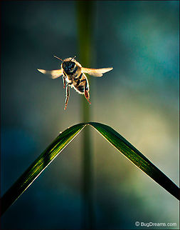 Outrunning the Sun | Honey bee The day's last flight, 
outrunning the sun in a search for pollen,
 a bladed bridge surrenders to a frozen leap.

Wild Light Post: http://www.bugdreams.com/archives/outrunning-the-sun/ Apis mellifera,Apis mellifera ligustica,European honey bee,Italian honey bee,apis,bee,beekeeping,flight,flower,fly