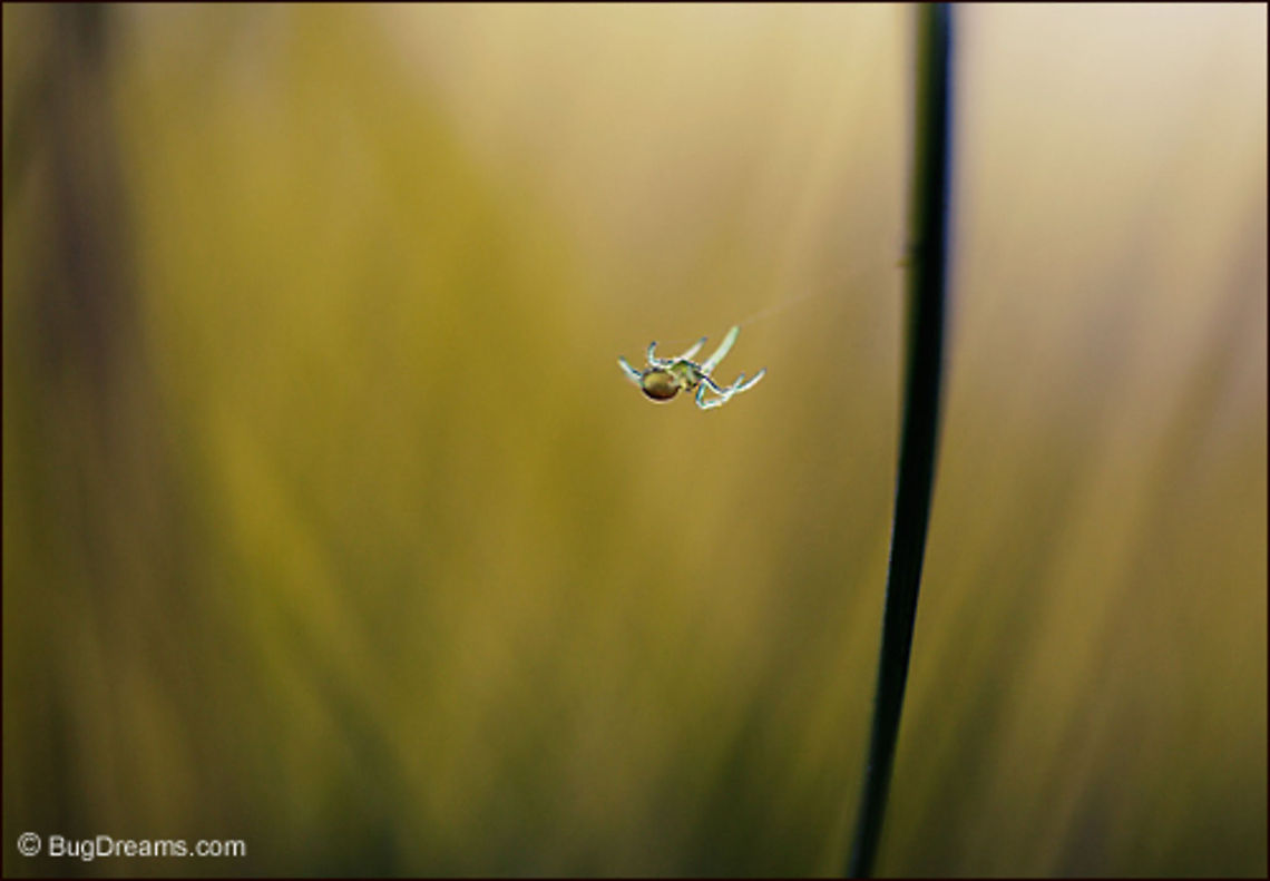 Mapping Whispers | Orb-weaving spider Spinning a path between two worlds,<br />
a tiny weaver maps silent whispers<br />
among grass blades, bringing news<br />
from the ancient city of silk.<br />
<br />
Wild Light Post: <a href="http://www.bugdreams.com/archives/mapping-whispers/" rel="nofollow">http://www.bugdreams.com/archives/mapping-whispers/</a> arachnid,orb-weaving spider,silk,spider,web