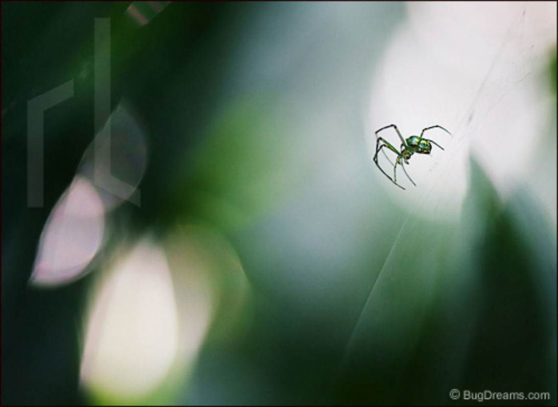 Crystalline Ruler | Leucauge venusta Ruler of a crystalline empire of light,<br />
a spider reigns over its small world.<br />
<br />
A page from STEP GENTLY OUT. Leucauge venusta,Orchard Orbweaver,Orchard spider,arachnid,biodiversity,invertebrate,nature,orb-weaving spider,silk,spider,web,wildlife