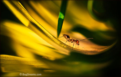 Crowding Out the Sun | Pavement ant A troubled heroine searches
 the secret heart of a dandelion,
 uncertain pathways crowding out the sun.

Wild Light Post: http://www.bugdreams.com/archives/crowding-sun/ Formicidae,Pavement ant,Tetramorium caespitum,ant,biodiversity,dandelion,grass,insect