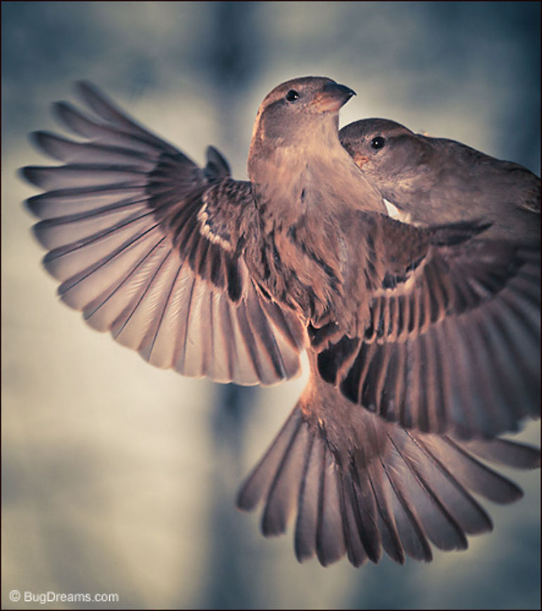 Caught in the Act | Passer domesticus Discards from the Hollywood&nbsp;dream factory,<br />
 songbirds on the lam,<br />
 defiant vaudevillians caught in the act,<br />
 their lives held together by a breeze.<br />
<br />
Wild Light Post: <a href="http://www.bugdreams.com/archives/caught/" rel="nofollow">http://www.bugdreams.com/archives/caught/</a> birds,birdwatching,closeup,flight,passer domesticus,songbird