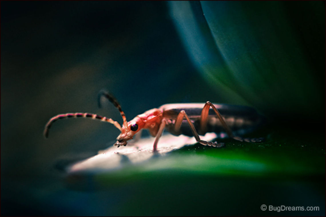 One-Way Ticket to Hell | Soldier beetle The last soldier leaves Eden with<br />
a one-way ticket to Hell, but gets lost<br />
in the wind-blown underworld after<br />
too many rest stops.<br />
<br />
Wild Light Post: <a href="http://www.bugdreams.com/archives/one-way-ticket/" rel="nofollow">http://www.bugdreams.com/archives/one-way-ticket/</a> Soldier Beetle,beetle,insect,invertebrate