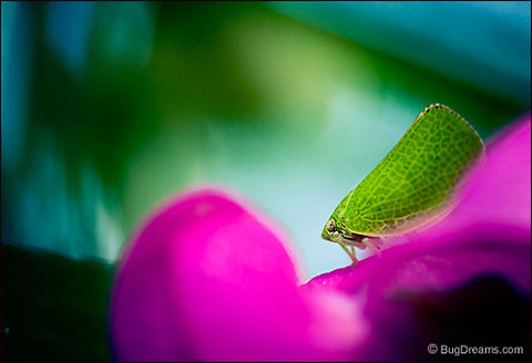A Traveling Caravan of Color | Planthopper A new alphabet of radiance
 presented by a planthopper,
 the court jester of a
 traveling caravan of color.

Wild Light Post: http://www.bugdreams.com/archives/caravan/ Acanalonia conica,Fulgoromorpha,Green cone-headed planthopper,biodiversity,bug,insect,invertebrate,planthopper