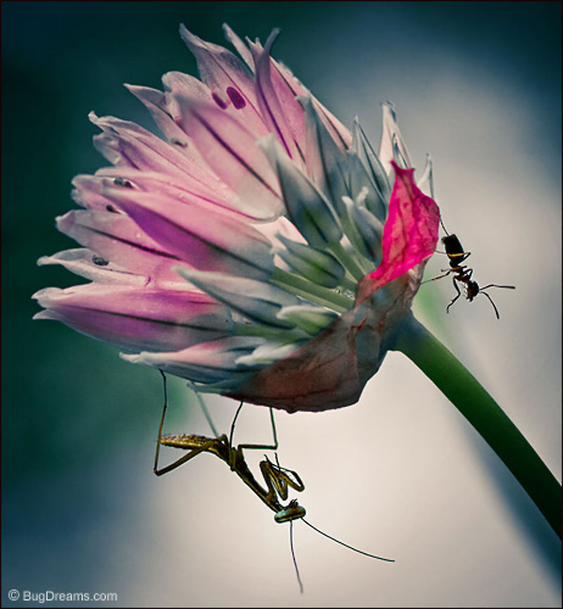 First Meal | Praying mantis | Pavement ant A twitchy hunter seeks her first meal,<br />
 a patient mantis nymph waits<br />
 for a reluctant ant,<br />
 her reputation at stake.<br />
<br />
Wild Light Post: <a href="http://www.bugdreams.com/archives/meal/praying" rel="nofollow">http://www.bugdreams.com/archives/meal/praying</a> mantis Pavement ant,Praying mantis,Tenodera aridifolia sinensis,Tetramorium caespitum,ant