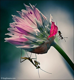 First Meal | Praying mantis | Pavement ant A twitchy hunter seeks her first meal,
 a patient mantis nymph waits
 for a reluctant ant,
 her reputation at stake.

Wild Light Post: http://www.bugdreams.com/archives/meal/praying mantis Pavement ant,Praying mantis,Tenodera aridifolia sinensis,Tetramorium caespitum,ant