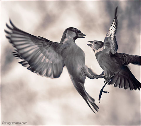 Predicting Storms | Passer domesticus Backyard aerialists compete
 before the first rain falls,
 their small quarrel predicting
 storms to come.

Wild Light Post: http://www.bugdreams.com/archives/predicting-storms/

Sparrow | Passer domesticus argument,birds,confrontation,flight,motion,nature,passer domesticus,songbird