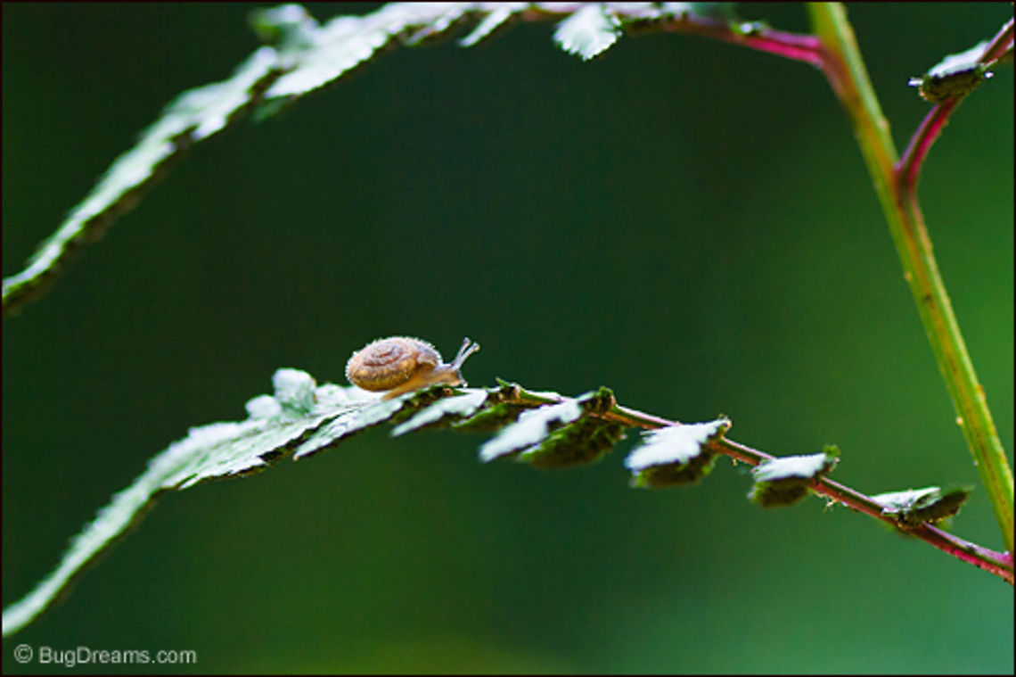 A Garden with No Address | Snail A scavenger begins a journey,<br />
the farthest ever traveled,<br />
searching a garden with no address<br />
for small epiphanies. <a href="http://bit.ly/zR5BoI" rel="nofollow">http://bit.ly/zR5BoI</a><br />
<br />
Wild Light Post: <a href="http://www.bugdreams.com/archives/no-address/" rel="nofollow">http://www.bugdreams.com/archives/no-address/</a> Gastropod,biodiversity,garden,insect,invertebrate,mollusc,nature,snail,wildlife