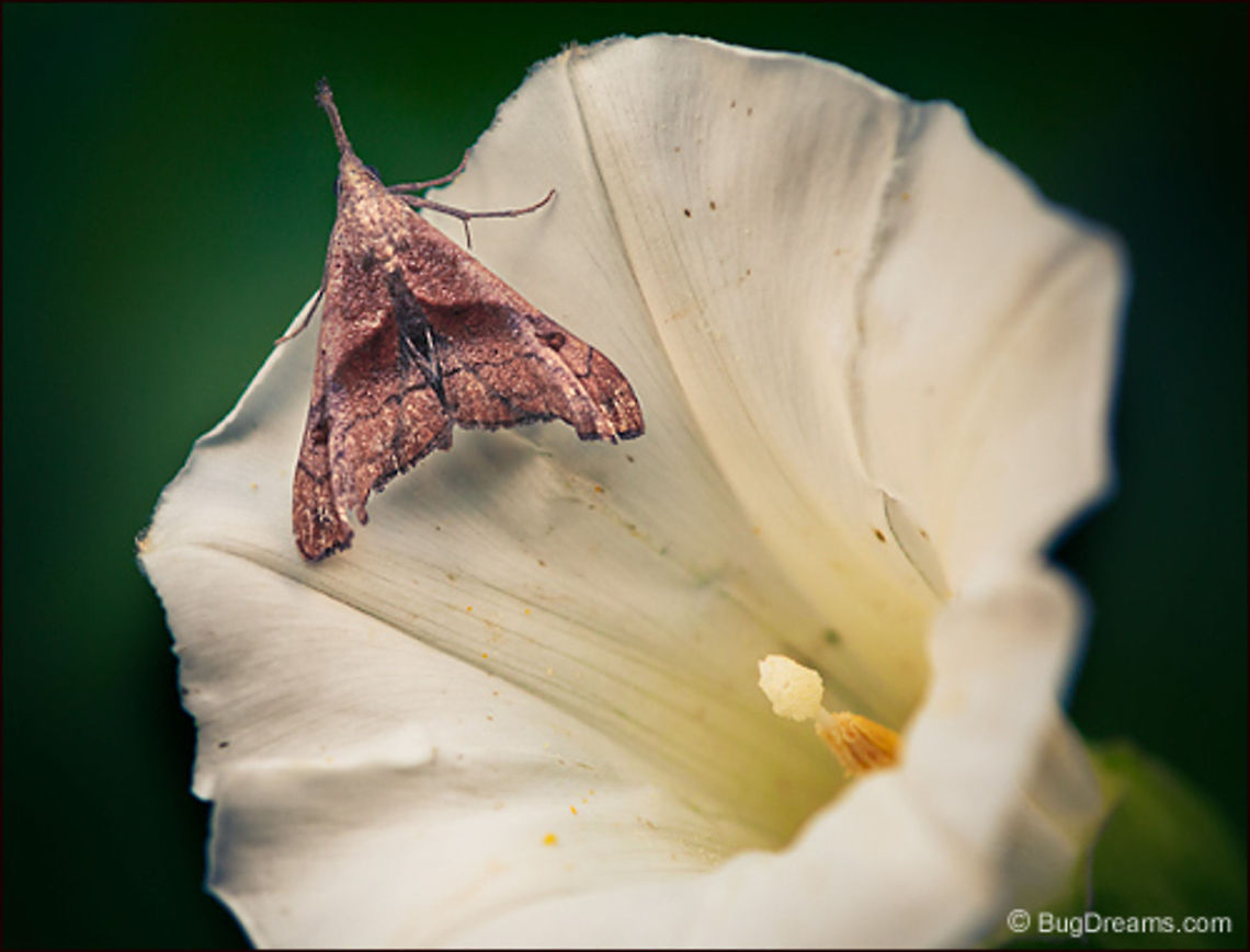 Mysterious Scents | Dark-spotted Palthis Moth A stealth bomber in no hurry,<br />
 resting from a game of hide and seek,<br />
 on the trail of mysterious scents.<br />
<br />
Wild Light Post: <a href="http://www.bugdreams.com/archives/scents/" rel="nofollow">http://www.bugdreams.com/archives/scents/</a> Dark-spotted Palthis Moth,Palthis angulalis,biodiversity,flower,insect,invertebrate,moth,nature,wildlife,wings