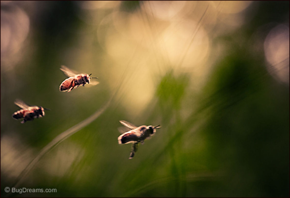 Hive Madness | Apis mellifera We're rapidly running out of winter,<br />
and a summer squadron flies<br />
out of the past like a mirage,<br />
soundless wings beating with hive madness.<br />
<br />
Wild Light Post: <a href="http://www.bugdreams.com/archives/hive-madness/" rel="nofollow">http://www.bugdreams.com/archives/hive-madness/</a> Apis mellifera,Apis mellifera ligustica,European honey bee,Italian honey bee,apis,bee,beekeeping,flight,flower,fly