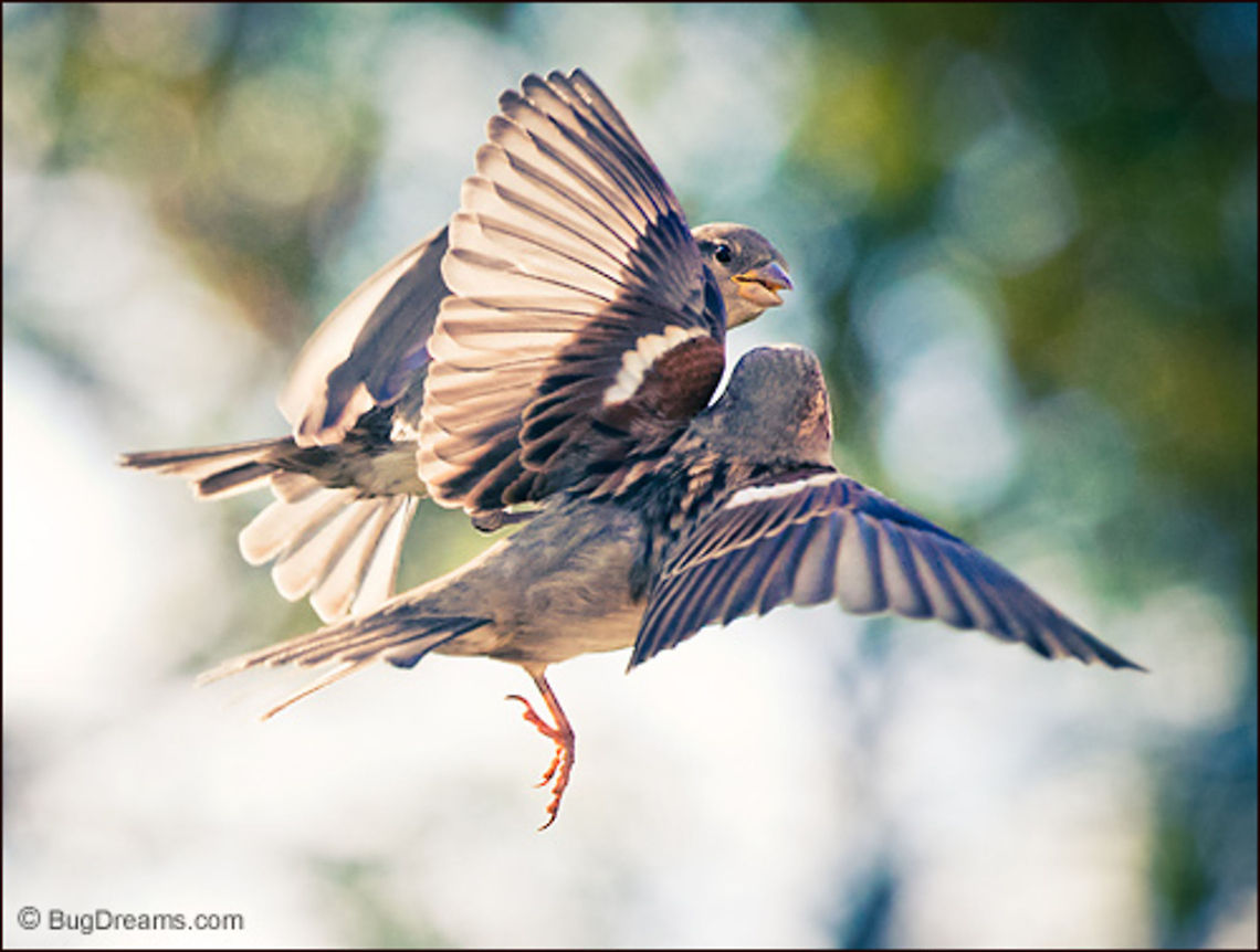A Tangle of Feathers | Passer domesticus As randy as a pair of spring songbirds,<br />
 stealing a glimpse past a glowing wing,<br />
 eavesdropping on a tangle of feathers in flight.<br />
<br />
Wild Light Post: <a href="http://www.bugdreams.com/archives/tangle/" rel="nofollow">http://www.bugdreams.com/archives/tangle/</a><br />
<br />
Sparrow | Passer domesticus bird,flight,motion,passer domesticus,songbird,sparrow,wild